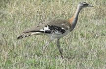 3 Days Amboseli National Park