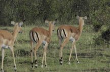 3 Days Amboseli National Park