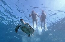 Kayak with Dolphin & Turtle Watching Private Tour 