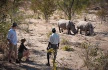 Private Rhino Walking Safari Experience from Livingstone