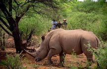 Private Rhino Walking Safari Experience from Livingstone