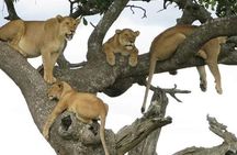 5-Day Tanzania Safari: Tarangire, Serengeti, Ngorongoro & Manyara