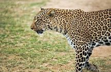 5 Days safari to Maasai Mara ,Lake Nakuru and Hell's gate national park