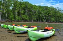 Mangrove Kayaking (or boat) Adventure