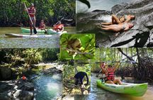 Mangrove Kayaking (or boat) Adventure