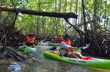 Mangrove Kayaking (or boat) Adventure