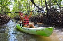 Mangrove Kayaking (or boat) Adventure