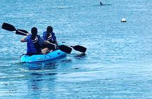 Paddle Board Rental around Harbour Island