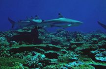 Certified Scuba Diving with Whitetip Marine Adventures team