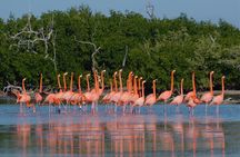 Las Coloradas and Rio Lizards private tour from Valladolid