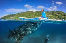 Oslob Whale Shark watching + Canyoneering Adventure Tour