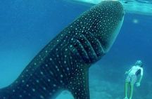 Oslob Whale Shark watching + Canyoneering Adventure Tour