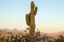 Sonoran Desert Jeep Tour 