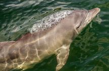 Marine Discovery + Snorkeling Cruise - Port Stephens