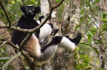 Day trip to Andasibe Lemurs