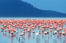 Lake Elementaita Guided Flamingoes Day Tour from Nairobi