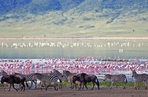 Lake Elementaita Guided Flamingoes Day Tour from Nairobi