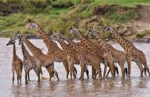 Lake Elementaita Guided Flamingoes Day Tour from Nairobi