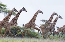Nairobi Guided Day Tour to Giraffe Center & Elephant Orphanage