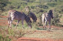 2 Days Tsavo Safari Adventure Nairobi Kenya !