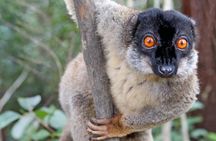 Day trip to Andasibe Lemurs