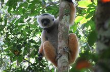 Day trip to Andasibe Lemurs