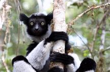 Day trip to Andasibe Lemurs