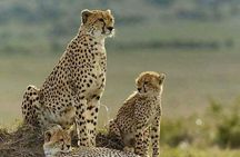 2 Days Tsavo East Ashnil Aruba Lodge Luxury Lodge