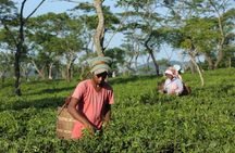 6D/5N Assam & Meghalaya