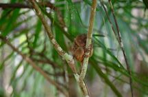 Bohol Chocolate Hills & Tarsiers with roundtrip ferry from Cebu