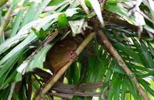 Bohol Chocolate Hills & Tarsiers with roundtrip ferry from Cebu