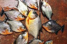 Amazon Piranha Fishing - Real Jungle Experience 