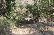 Golden Triangle with Tigers
