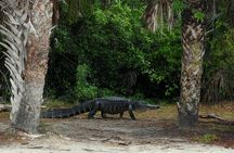Everglades Day Safari from Ft Lauderdale