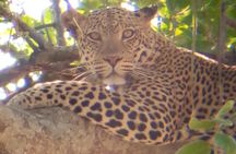 10 days Safari to Nyerere NP, Ruaha NP, Udzungwa NP and Mikumi NP + Isimila Site
