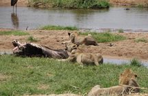 10 days Safari to Nyerere NP, Ruaha NP, Udzungwa NP and Mikumi NP + Isimila Site