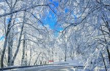 Winter Fun for Families: Sabaduri, Ananuri, Gudauri Adventure