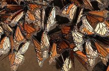 Monarch Butterfly Private Tour (Morelia)