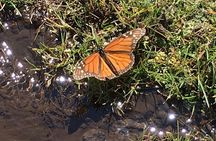 Monarch Butterfly Private Tour (Morelia)