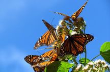 Monarch Butterfly Private Tour (Morelia)