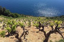 Peljesac and Ston Private Wine Tour with Tastings from Dubrovnik