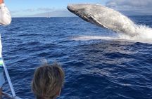 Small-Group Whale Watching Adventure