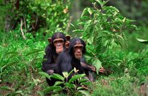 2 Days of Chimpanzee Trekking - Nyungwe National Park