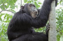2 Days of Chimpanzee Trekking - Nyungwe National Park