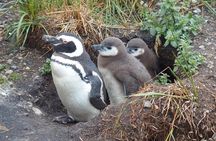 Beagle Channel Navigation Penguin Colony 