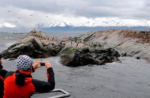 Beagle Channel Navigation Penguin Colony 
