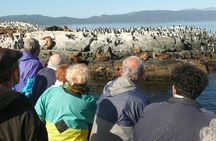 Beagle Channel Navigation Penguin Colony 