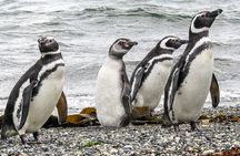 Beagle Channel Navigation Penguin Colony 