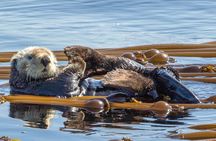 Victoria: Winter Whale Watching & Marine Wildlife Tour