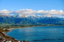 Kaikoura Swim with Dolphins Tour from Christchurch